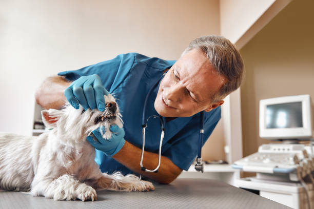 Best Emergency Broken Tooth Repair in Rathdrum, ID
